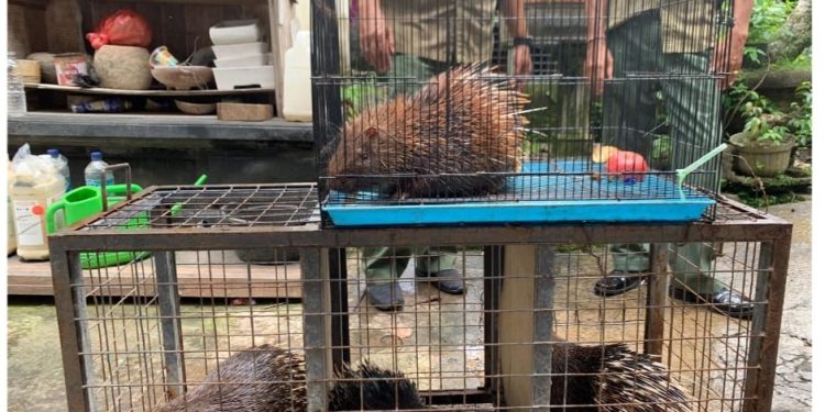 Proses Hukum Kasus Landak Jawa Polda Bali Tidak Melakukan Penahanan