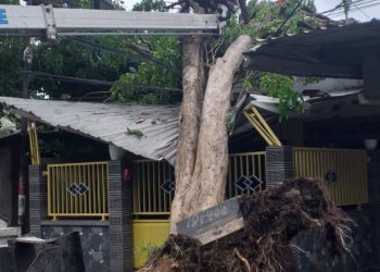 POHON BESAR TUMBANG, MENIMPAH RUMAH WARGA DI PUNGGING MOJOKERTO