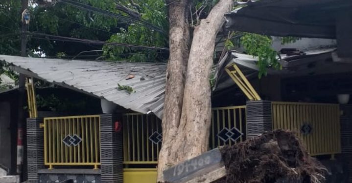 POHON BESAR TUMBANG, MENIMPAH RUMAH WARGA DI PUNGGING MOJOKERTO