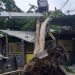 POHON BESAR TUMBANG, MENIMPAH RUMAH WARGA DI PUNGGING MOJOKERTO