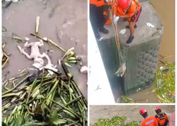 Jasad Bayi Hanyud Di Sungai Jagir Wonokromo Surabaya Hebohkan Warga Sekitar