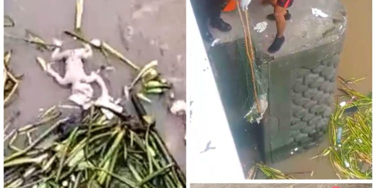 Jasad Bayi Hanyud Di Sungai Jagir Wonokromo Surabaya Hebohkan Warga Sekitar