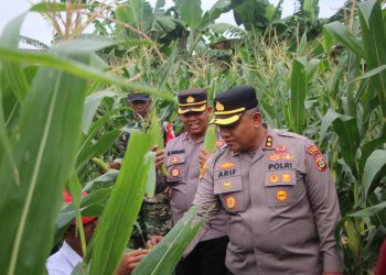 Polres Badung Panen Jagung, Wujud Nyata Dukung Ketahanan Pangan
