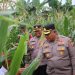 Polres Badung Panen Jagung, Wujud Nyata Dukung Ketahanan Pangan