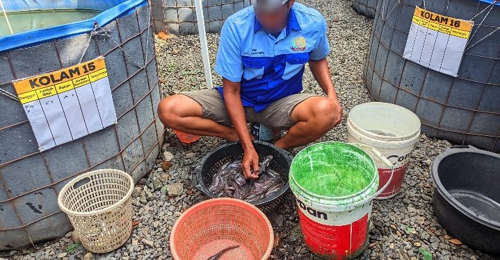 Bentuk Keberhasilan Program Akselerasi Ketahanan Pangan Menteri IMIPAS, Lapas Mojokerto Panen Ratusan Kg Lele Segar