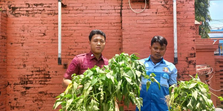 Dukung Program Asta Cita dan Akselerasi Menteri IMIPAS,Lapas Mojokerto Panen Kangkung Segar