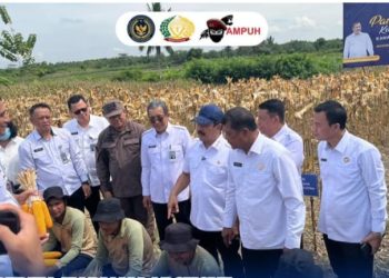 Menteri Imigrasi dan Pemasyarakatan Memimpin Panen Perdana Padi dan Jagung di Lapas Nusakambangan, Langkah Menuju Kemandirian Pangan