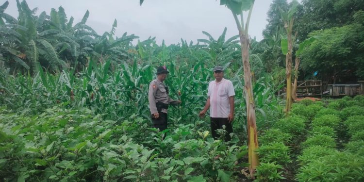 Polresta Sidoarjo Melalui Polsek Krian Dampingi Warga Bertani Terong untuk Wujudkan Swasembada Pangan