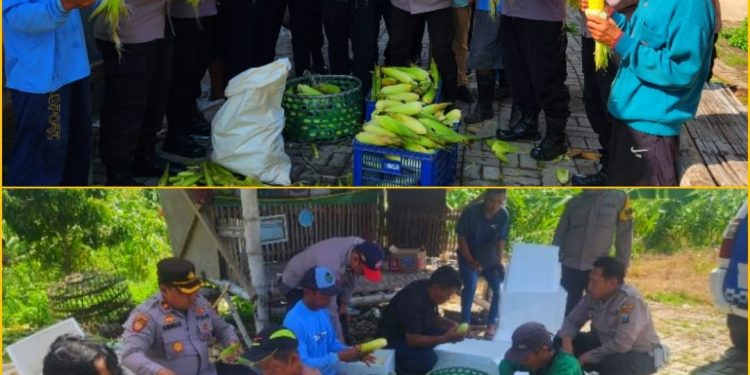 Dukung Ketahanan Pangan Nasional Polres Pelabuhan Tanjung Perak Gelar Panen Raya Jagung Manis ke 8