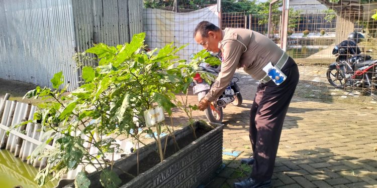 Polsek Krian Rutin Laksanakan Pemeliharaan Program Ketahanan Pangan di Desa Ponokawan Krian