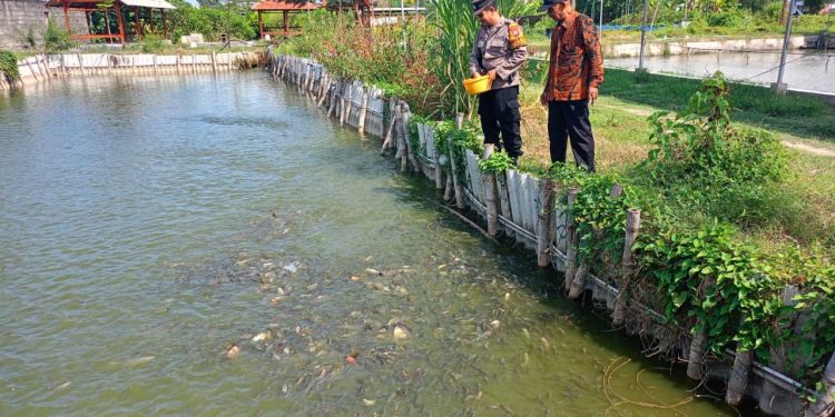 Bhabinkamtibmas Tropodo Krian Gandeng Warga Kembangkan Budidaya Ikan Nila untuk Dukung Ketahanan Pangan
