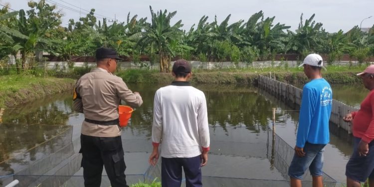 Manfaatkan Fasum untuk Budidaya Lele, Warga Keboharan Dapat Apresiasi Dari Bhabinkamtibmas