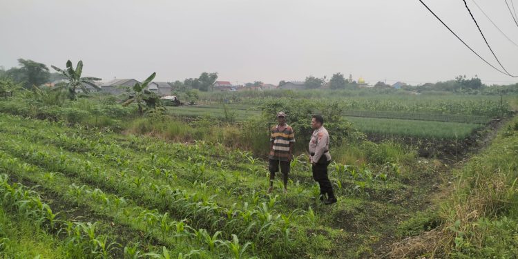 Dukung Ketahanan Pangan, Aipda Abdoel Gopoer Dampingi Warga Perkebunan Jagung Di Desa Gamping