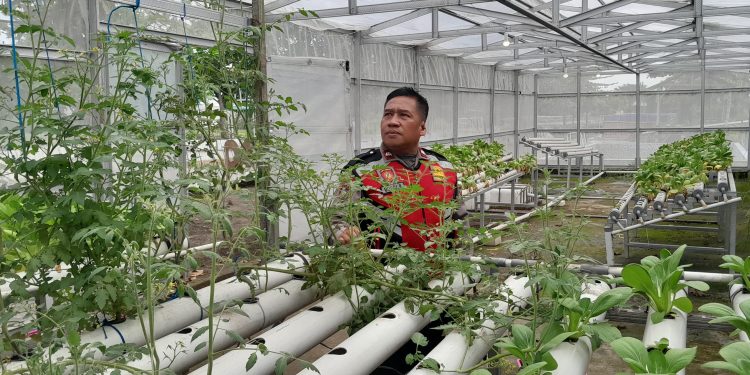 Dukung Ketahanan Pangan, Bhabinkamtibmas Desa Gamping Kembangkan Perkebunan Tomat