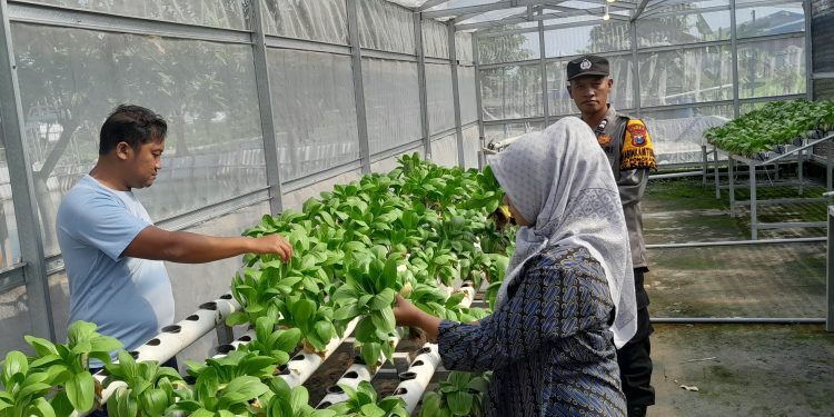 Dukung Ketahanan Pangan, Bhabinkamtibmas Polsek Krian Bersama Warga Pantau Tanaman Hidroponik Pakcoy Di Desa Ponokawan