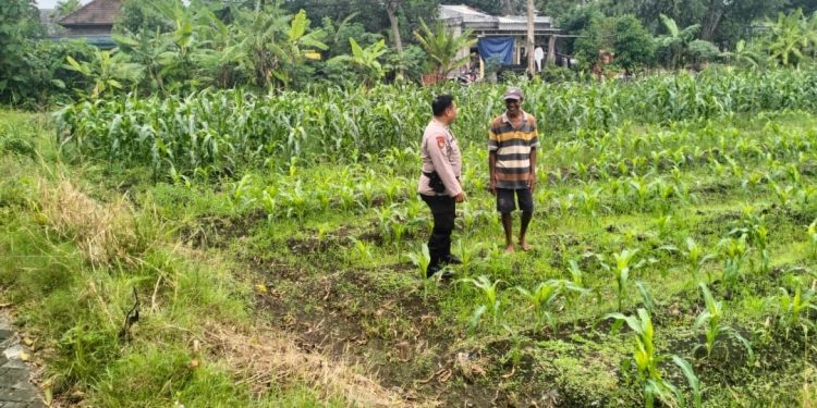 Bhabinkamtibmas Desa Gamping Bersama Warga Rawat Lahan Jagung Dukung Ketahanan Pangan Nasional