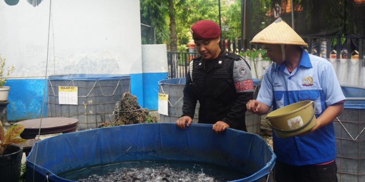 Dukung Program Ketahanan Pangan, Lapas Mojokerto Dampingi Warga Binaan dalam Perawatan Budidaya Ikan Lele