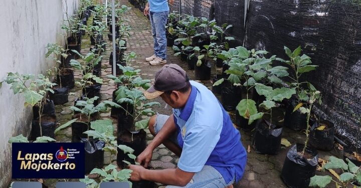 Dukung Program Ketahanan Pangan, Lapas Mojokerto Lakukan Penanaman Sayur Sawi